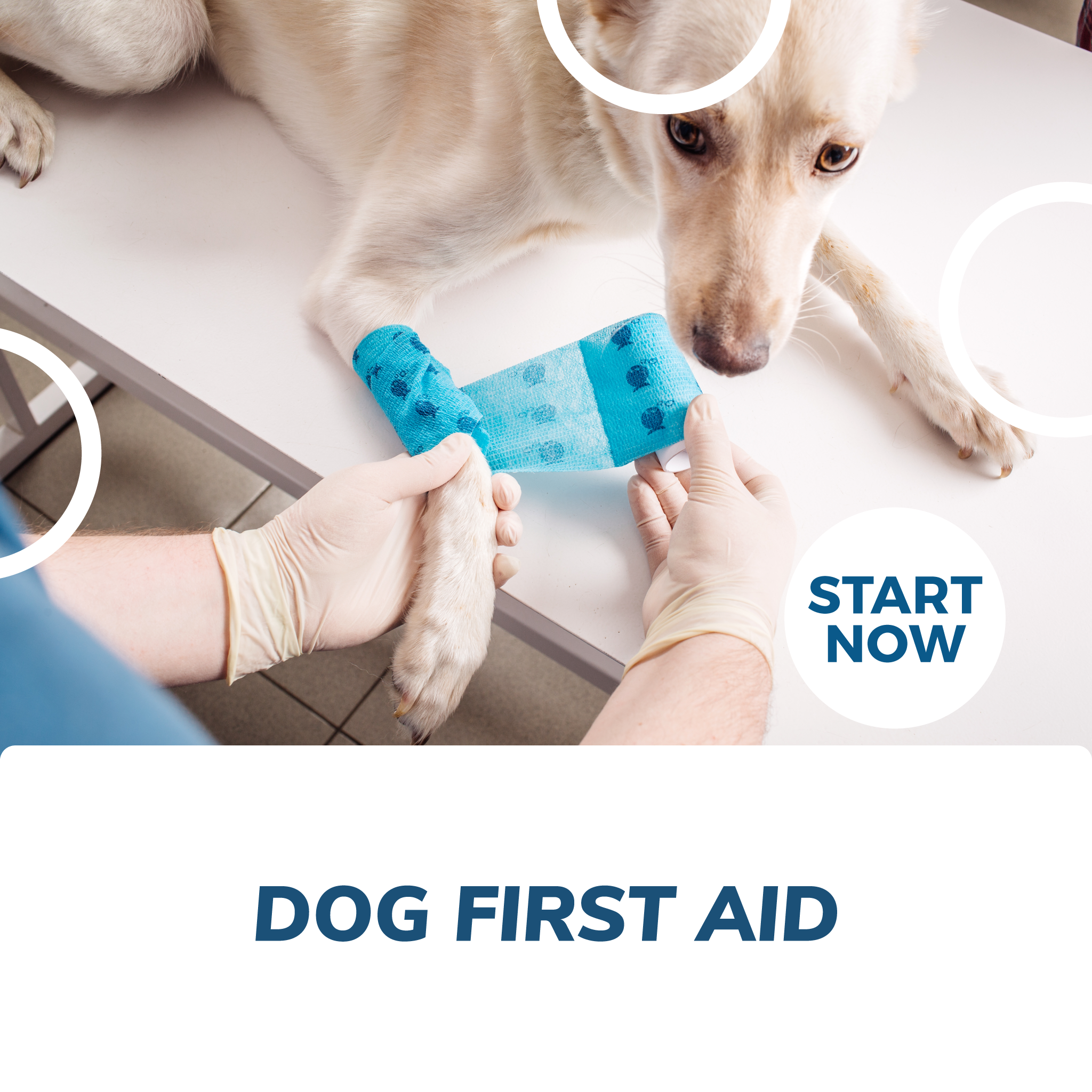 Dog First Aid Online Certificate Course