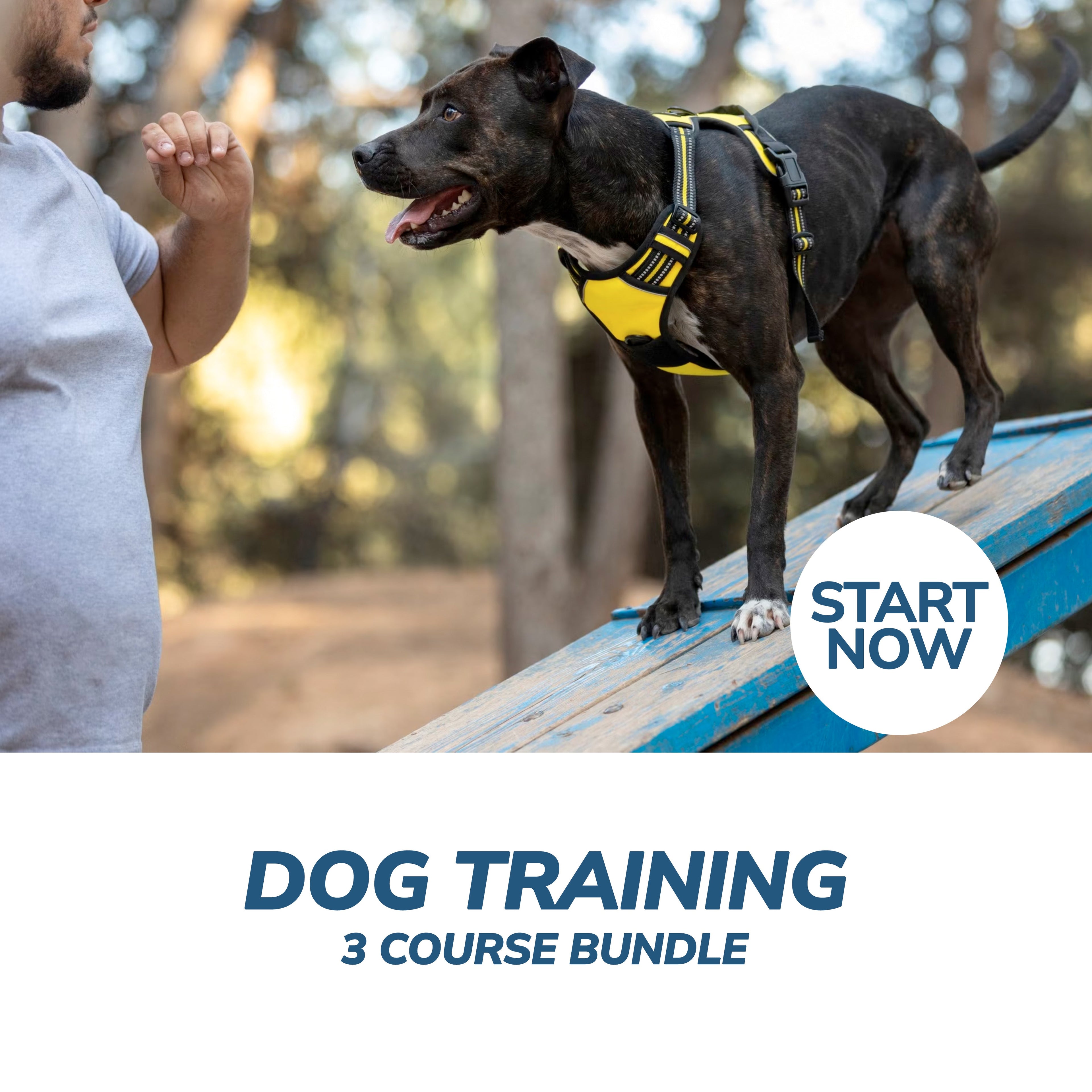 Dog Training Online Bundle, 3 Certificate Courses