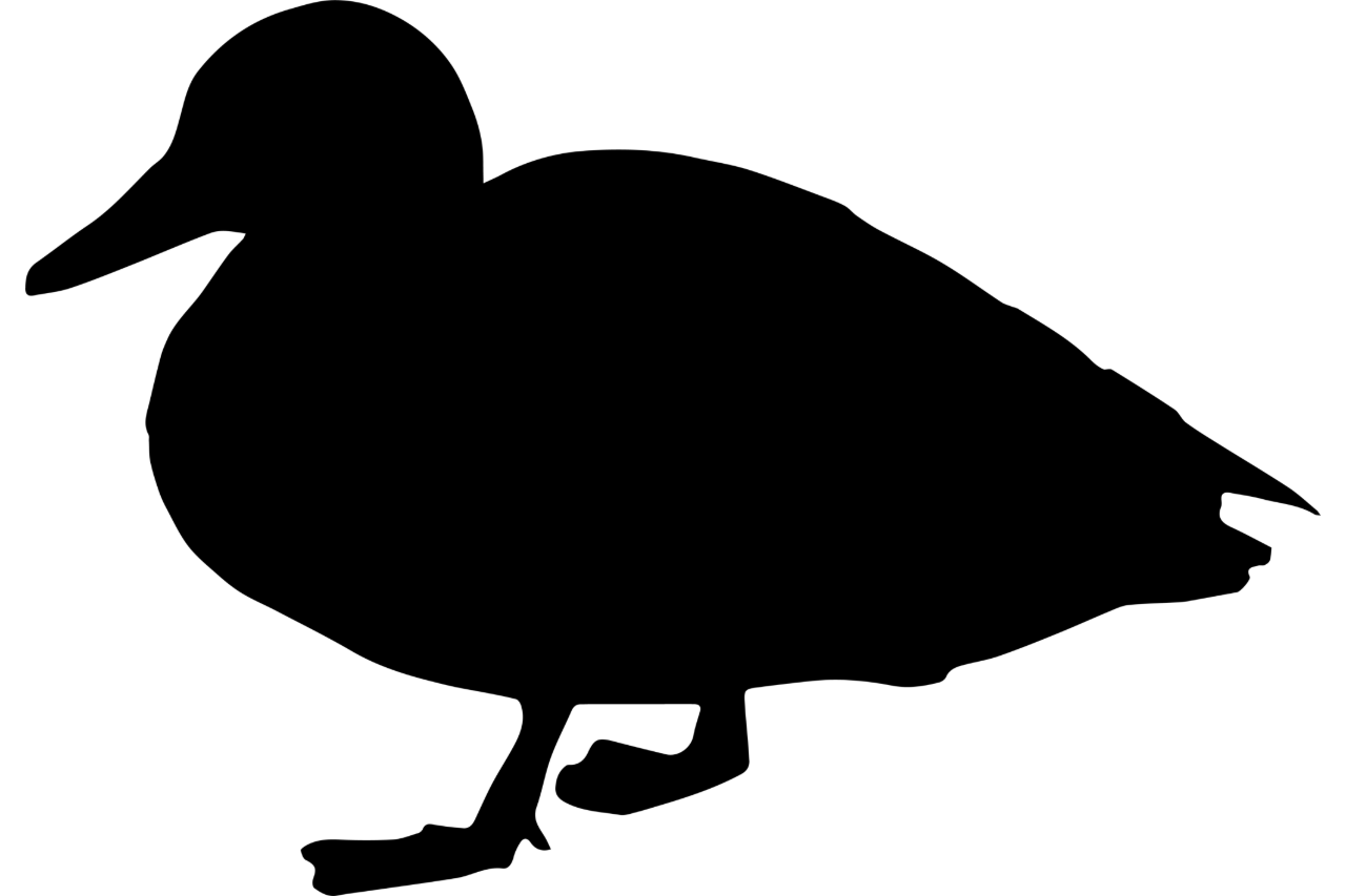 Seasonal Duck Delight