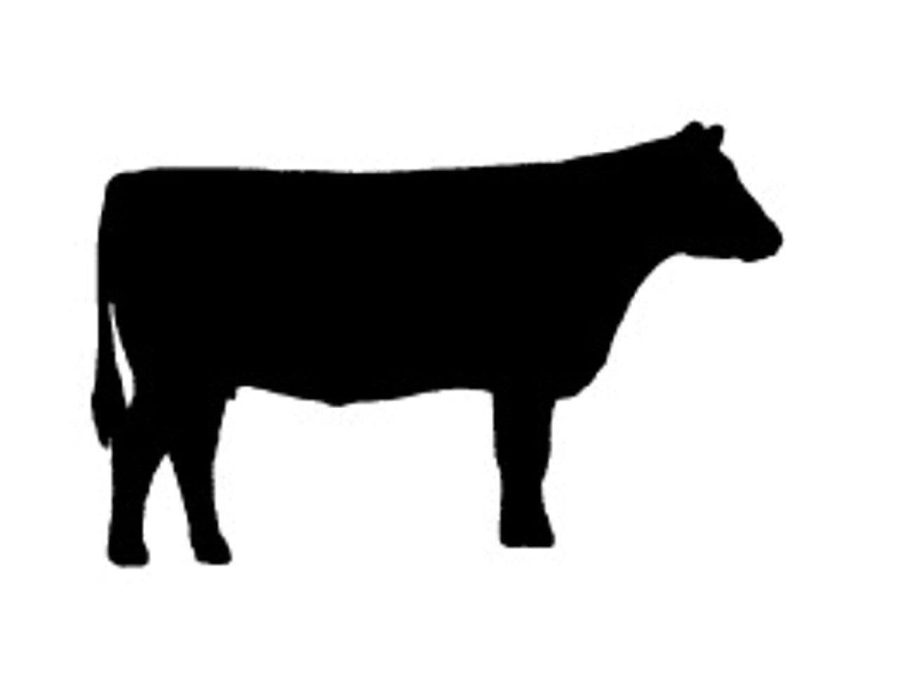 Power Beef – Gently Cooked Dog Meal